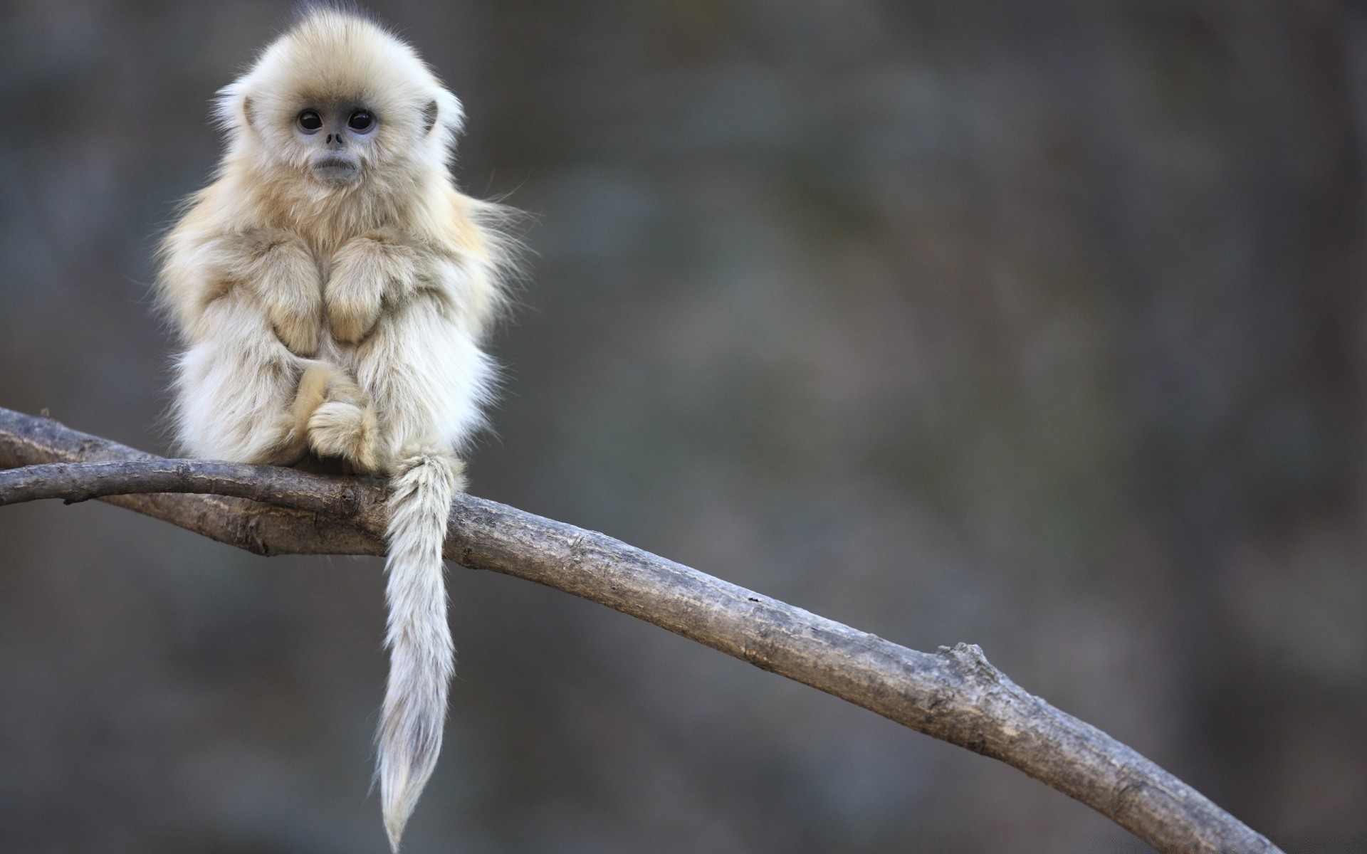 tiere tierwelt natur tier im freien wenig wild