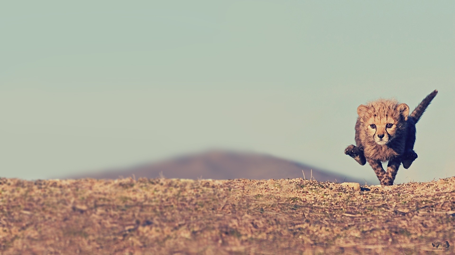 animales vida silvestre mamífero desierto paisaje luz del día naturaleza gato puesta de sol pájaro al aire libre viajes