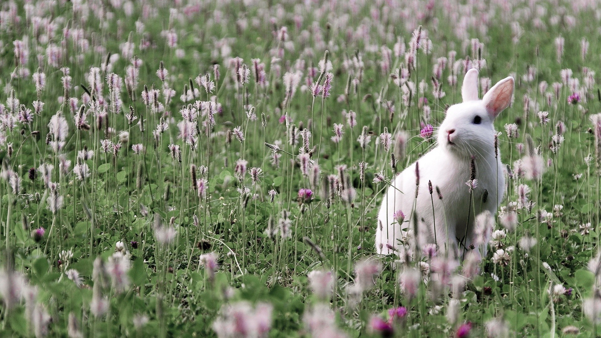 zwierzęta natura kwiat na zewnątrz trawa pole sianokosy lato flora dziki