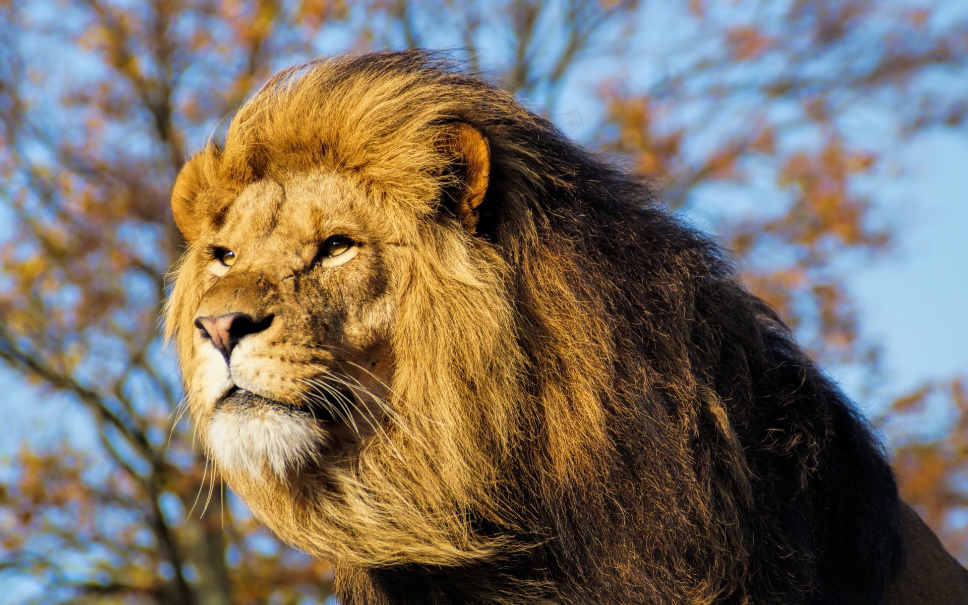 tiere säugetier tierwelt katze löwe natur porträt tier fell wild