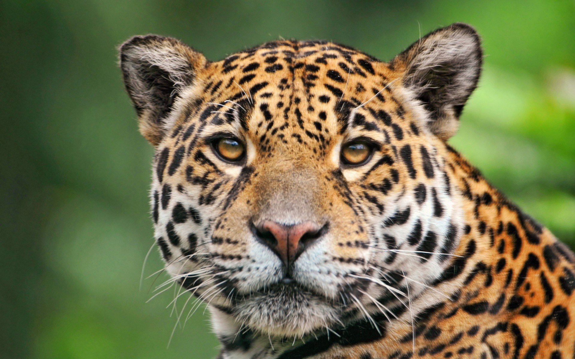 animales gato vida silvestre animal depredador selva zoológico leopardo