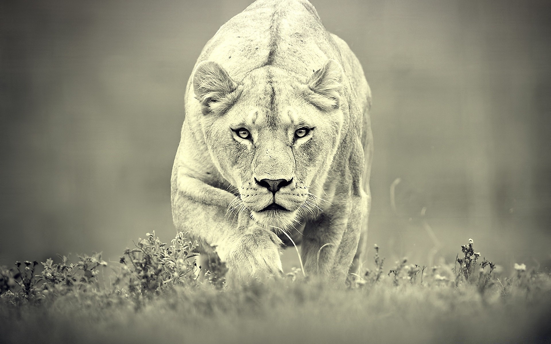 animaux chat mammifère faune animal lion monochrome portrait nature