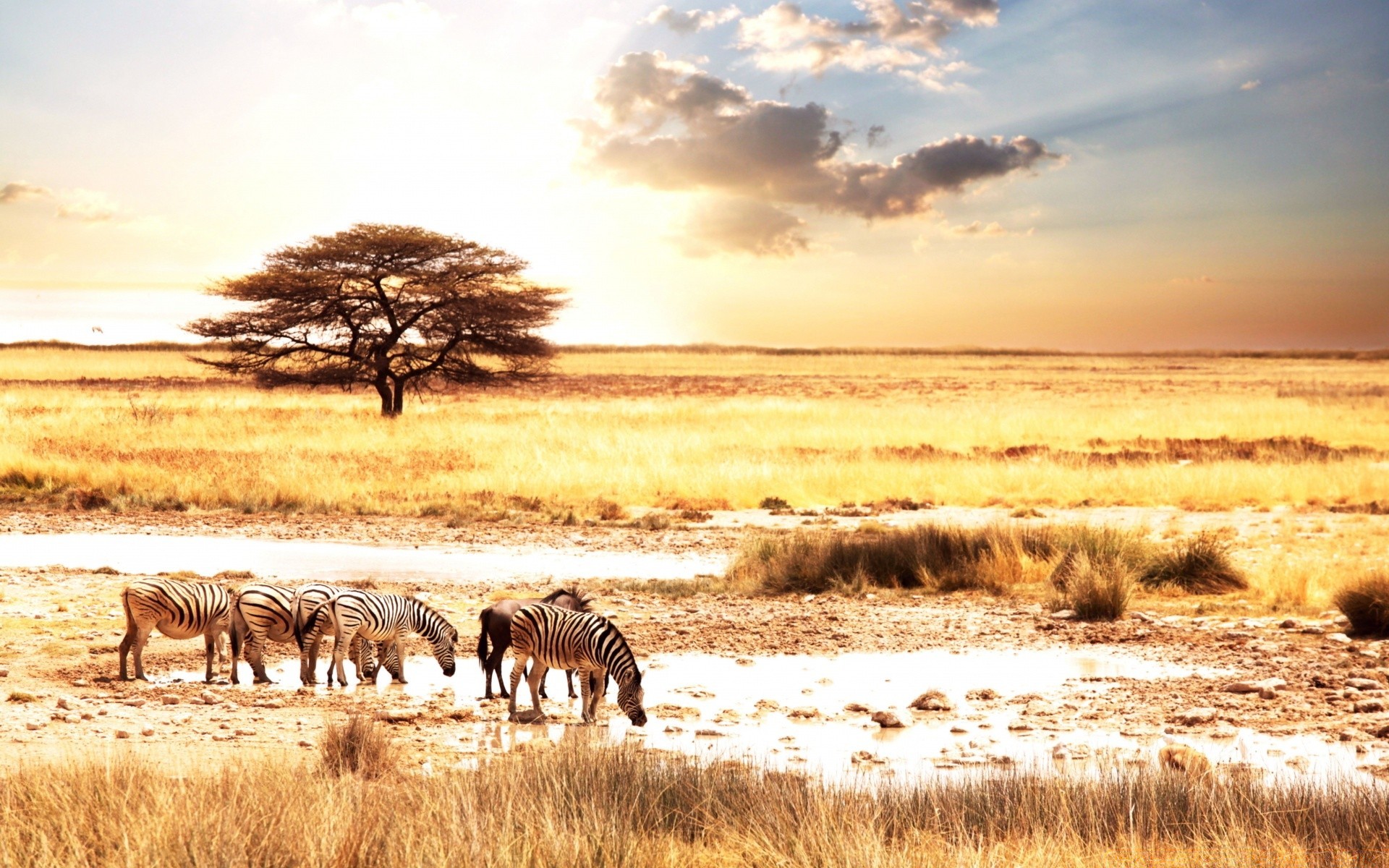 animaux mammifère nature paysage safari coucher de soleil à l extérieur la faune la savane ciel sauvage voyage herbe