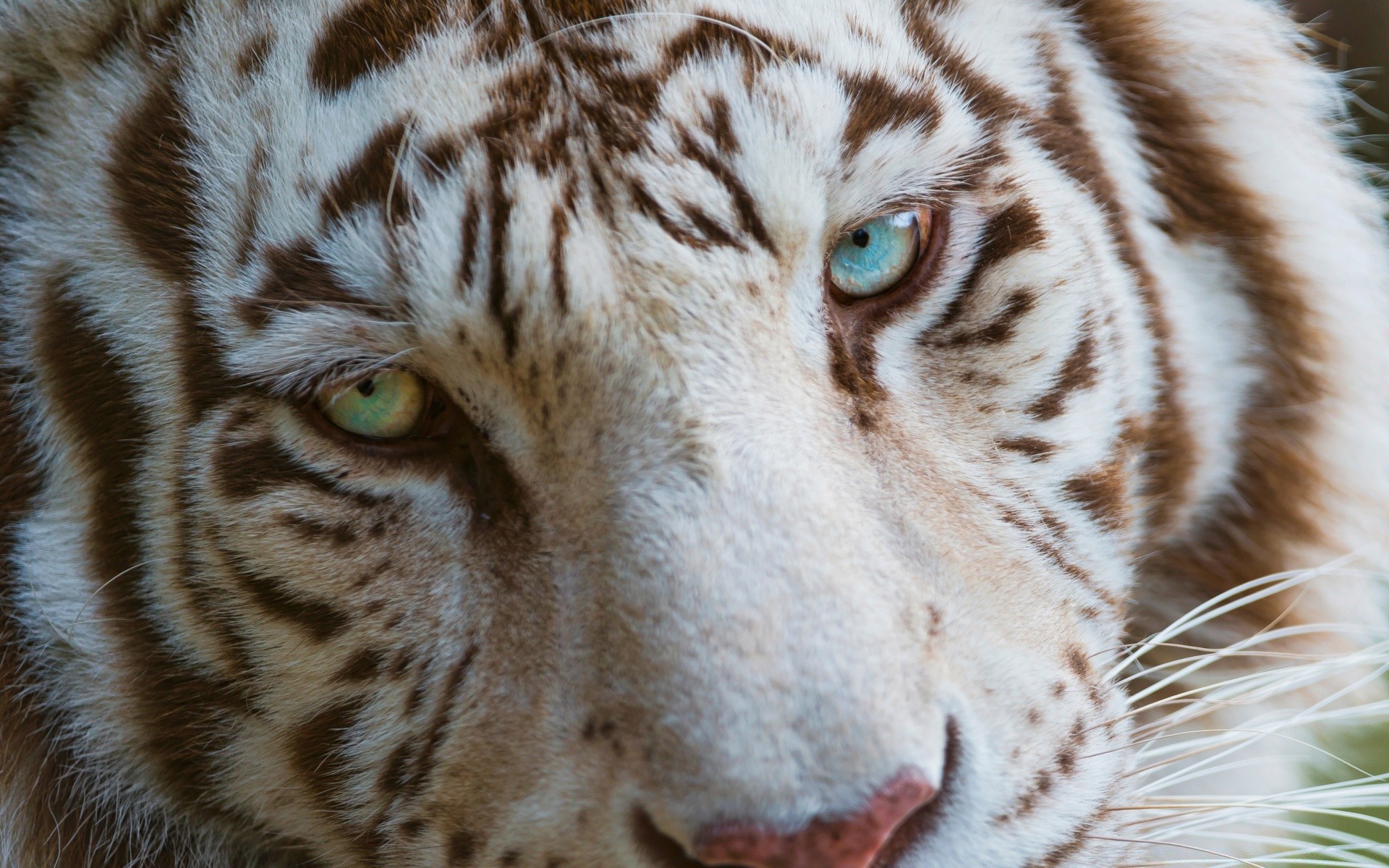 животные дикой природы животное тигр хищник зоопарк мех большой природа полоса кошка глаз дикий портрет млекопитающее мясоед охотник глядя глава злой сибирский