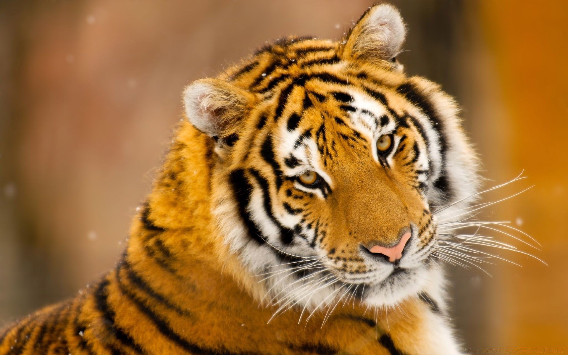 animaux chat tigre faune mammifère prédateur animal zoo chasseur mangeur de viande fourrure agression portrait sauvage bande oeil à la recherche nature danger sibérien en colère