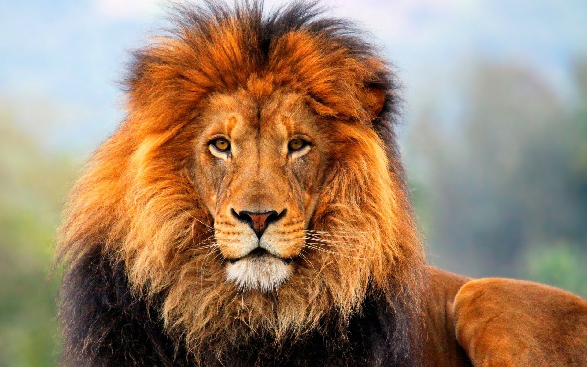 animals mammal lion cat wildlife animal mane fur portrait predator wild nature big carnivore