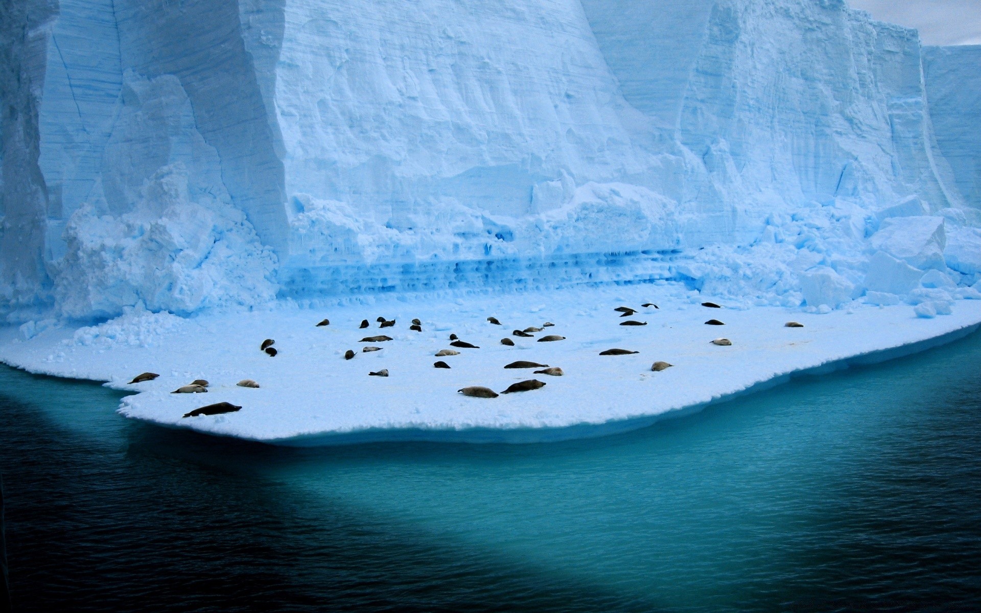 animali marini acqua ghiaccio iceberg neve paesaggio mare inverno gelido viaggi oceano ghiacciaio natura freddo all aperto fusione congelato mare cielo