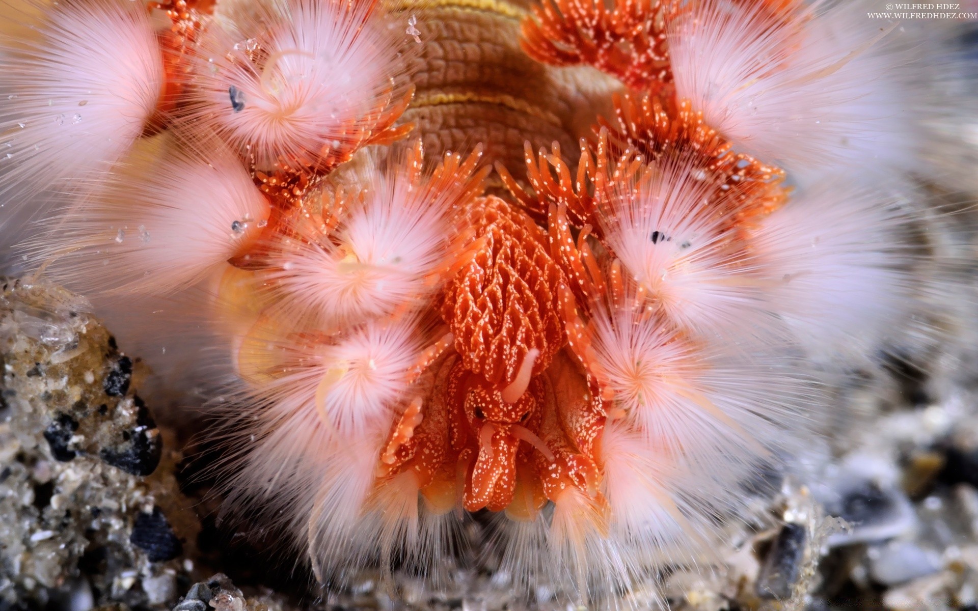 zwierzęta morskie podwodne bezkręgowce zwierząt natura ryby morze tropikalny ocean koral przyrody kolor egzotyczne