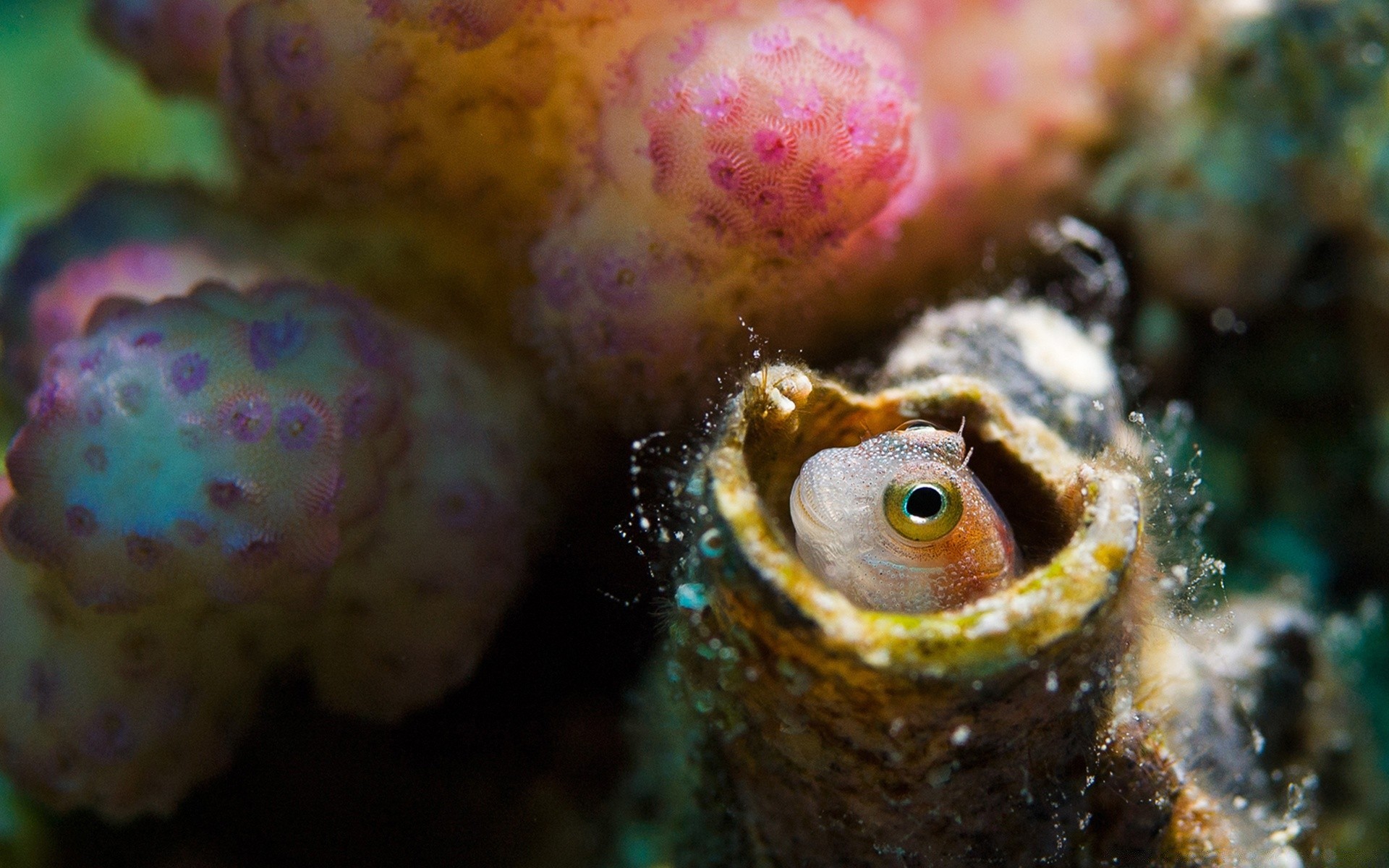 animaux marins sous-marin invertébrés poissons nature corail mer océan tropical la faune exotique animal couleur eau récif mollusques plongée