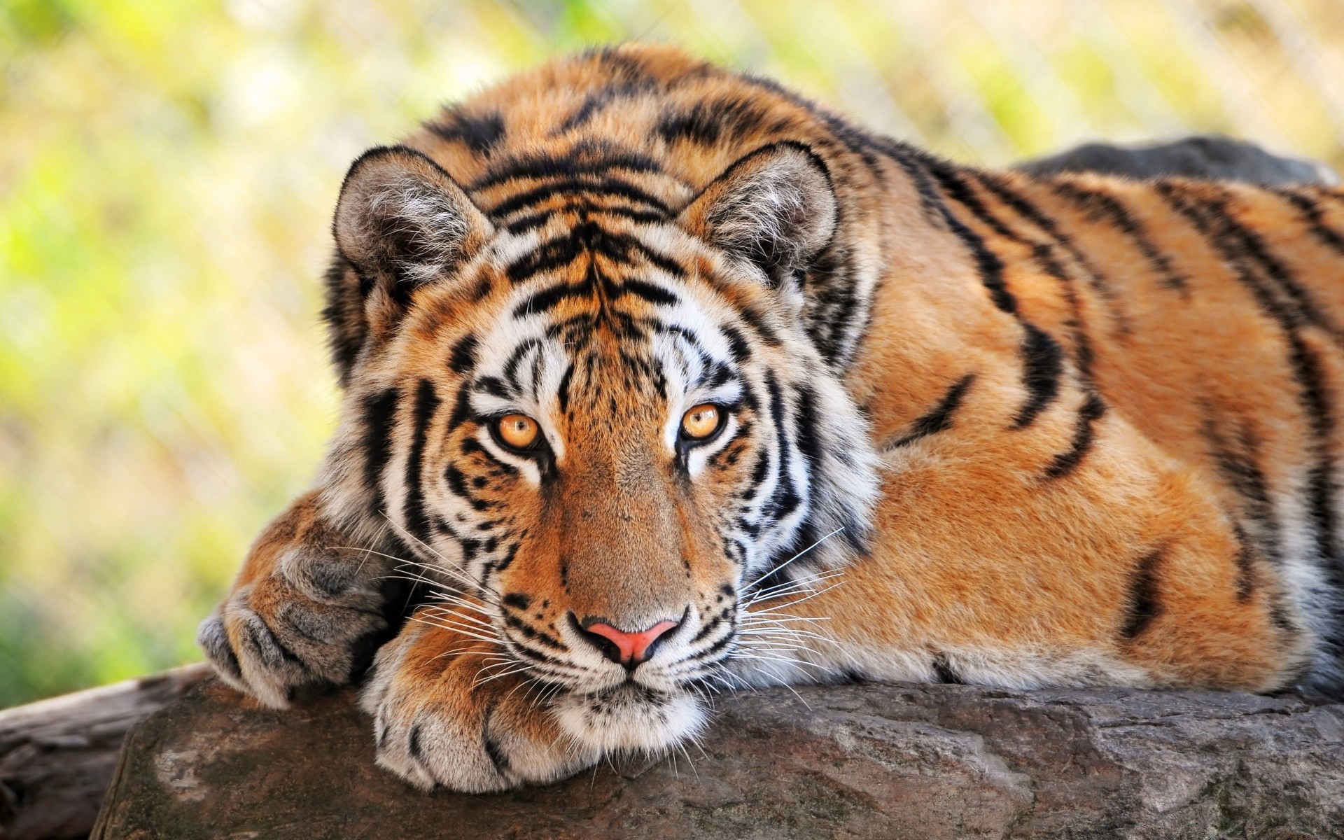 animais vida selvagem gato tigre predador mamífero animal selvagem safari jardim zoológico selva caçador comedor de carne natureza cabeça caça pele grande tira agressão perigo