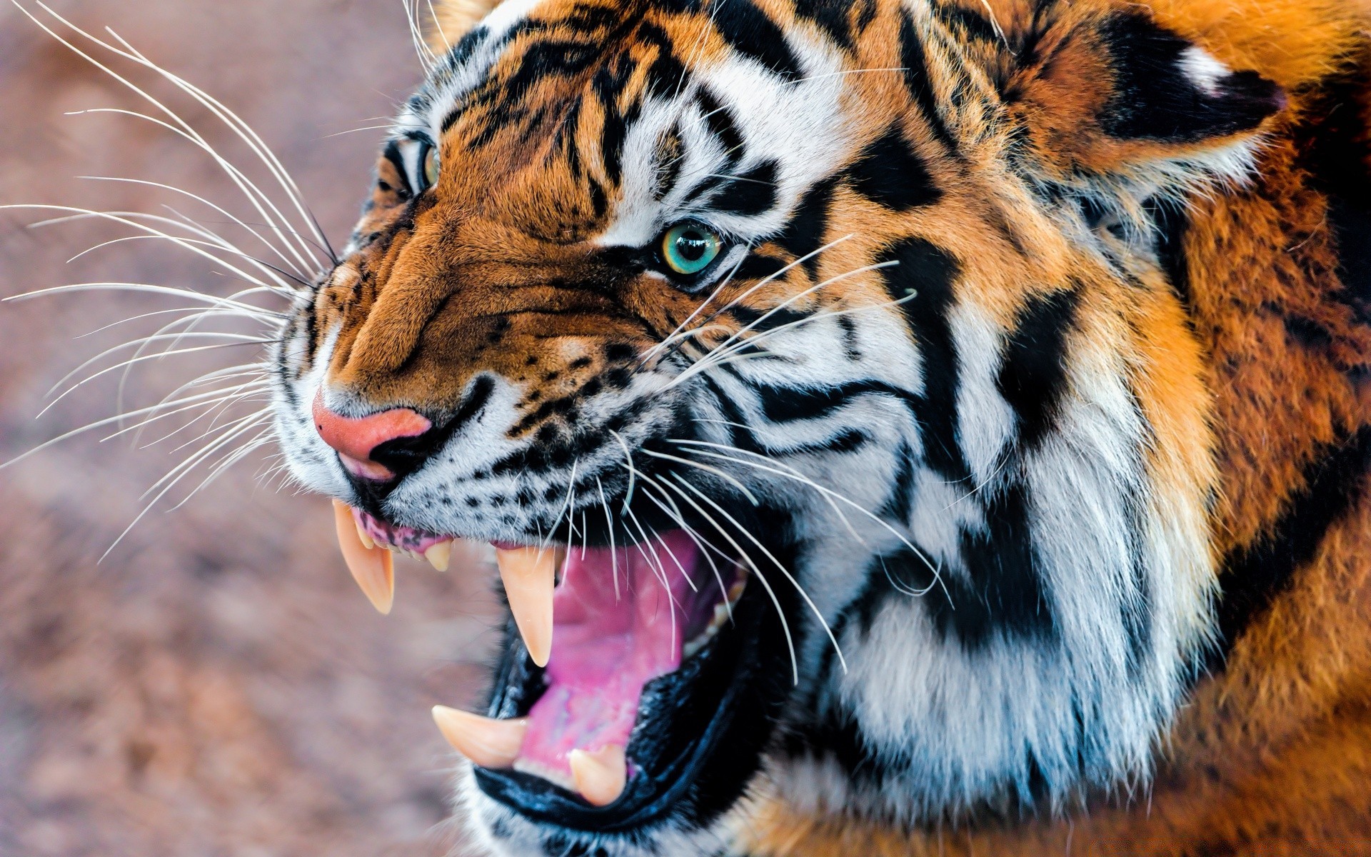 zwierzęta tygrys dzika przyroda kot zoo zwierzę ssak drapieżnik safari pasek dziki mięsożerca myśliwy agresja futro dżungla zły polowanie patrzenie natura duży