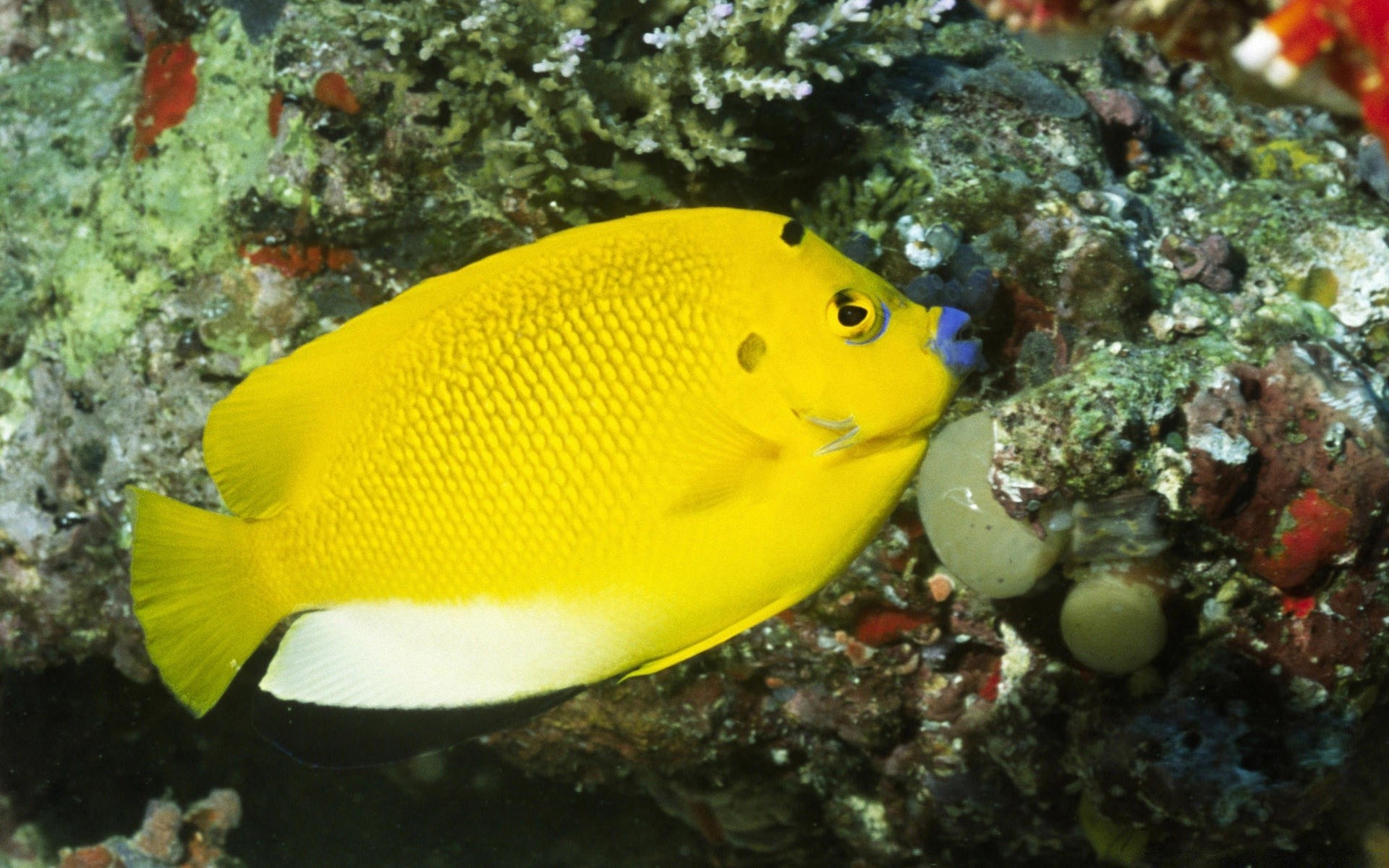 animais marinhos debaixo d água peixes coral invertebrados recife tropical oceano mergulho mar água natureza