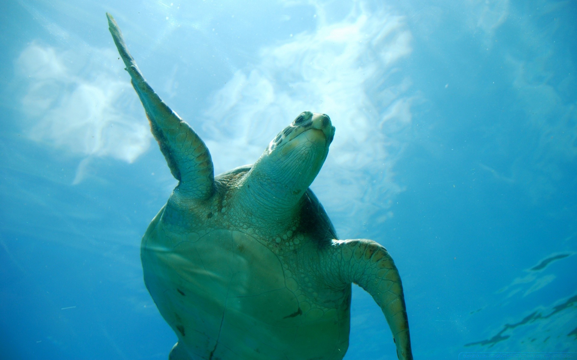 meerestiere unterwasser wasser fische ozean schildkröte schwimmen meer tauchen tierwelt gazoo natur tropisch korallen