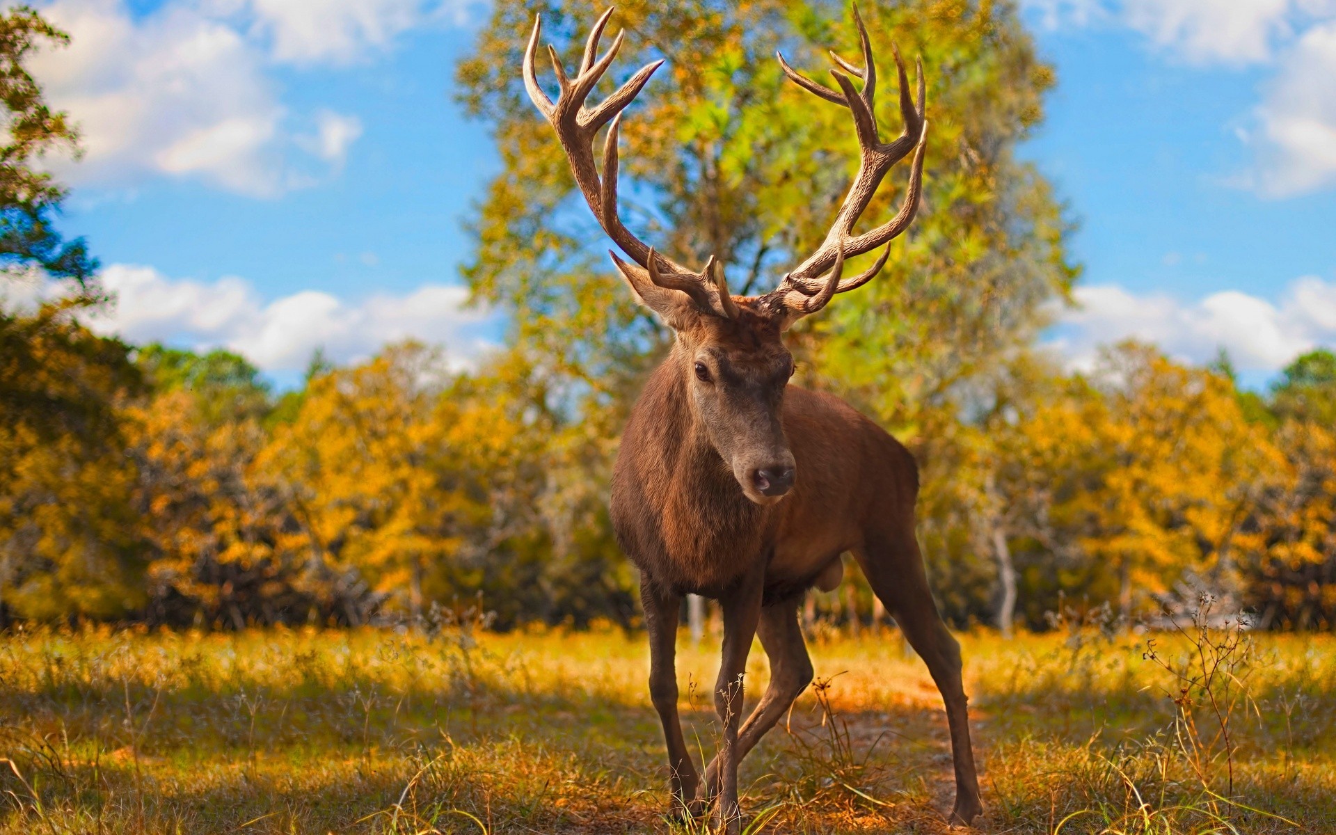 zwierzęta jeleń natura ssak łoś drewno pantofel trawa na zewnątrz sianokosy pole drzewo jesień przyroda zbiornik wieczór kawalerski