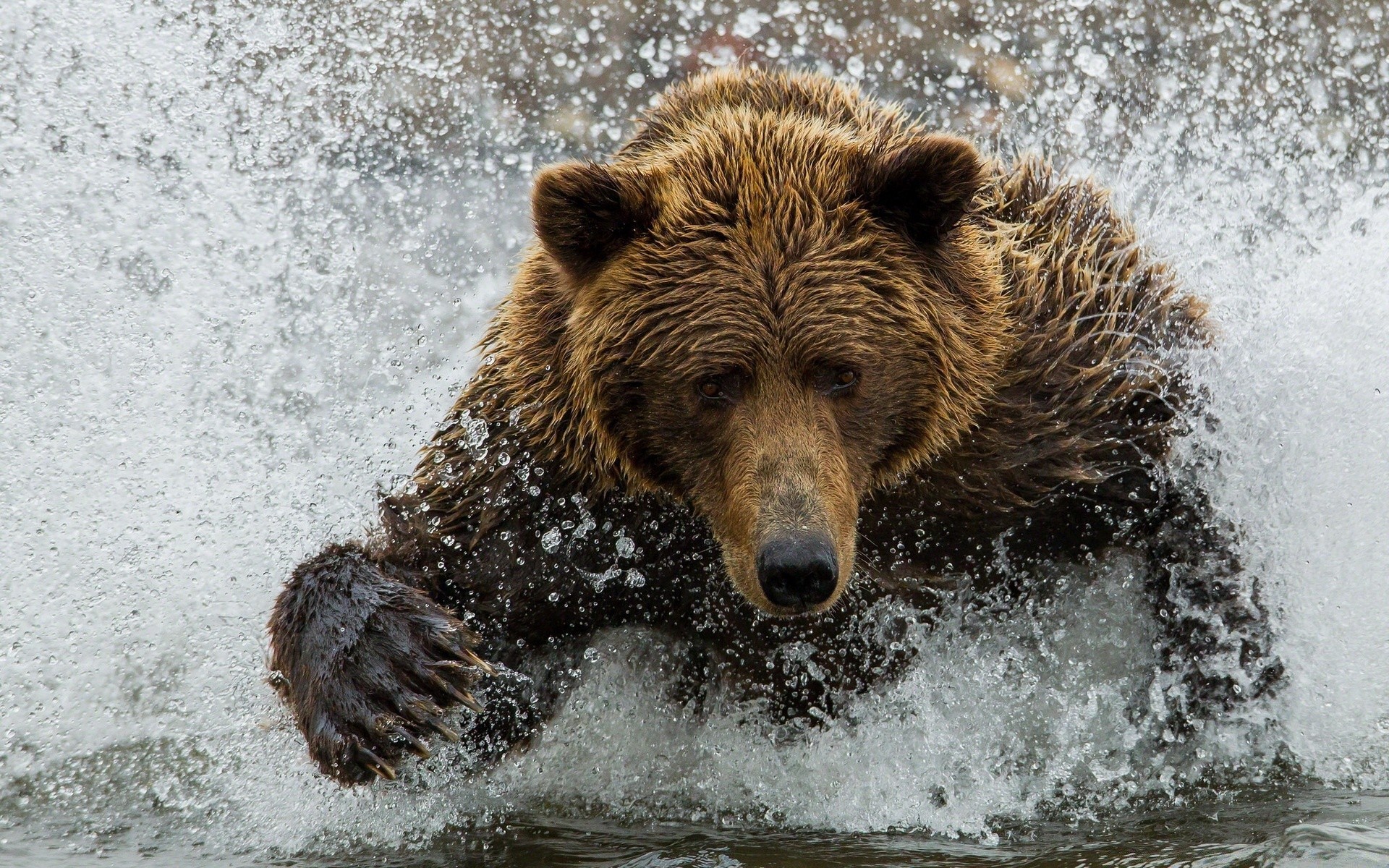 zwierzęta ssak na zewnątrz natura dzika przyroda zima śnieg woda jeden grizzly zimno portret dziki moc niebezpieczeństwo