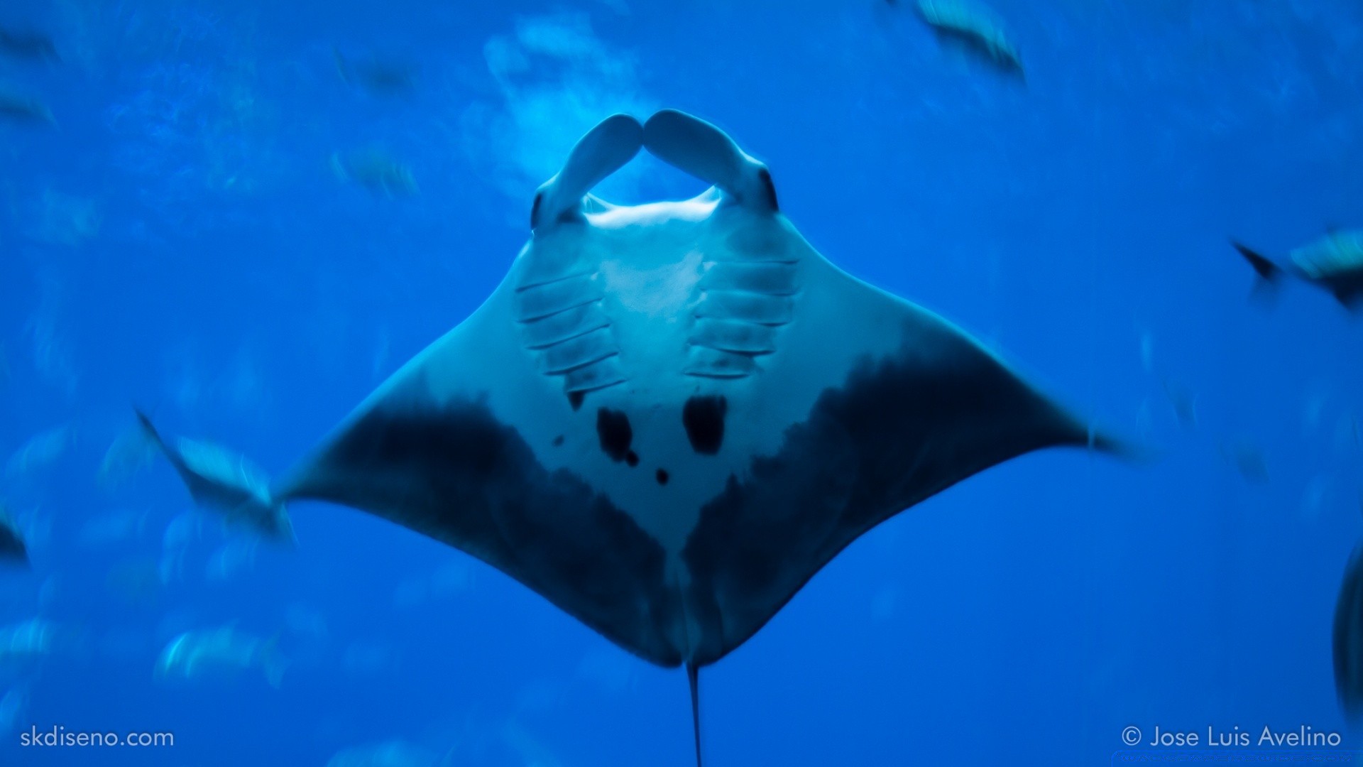 meerestiere unterwasser ein tierwelt schwimmen im freien wasser fische natur