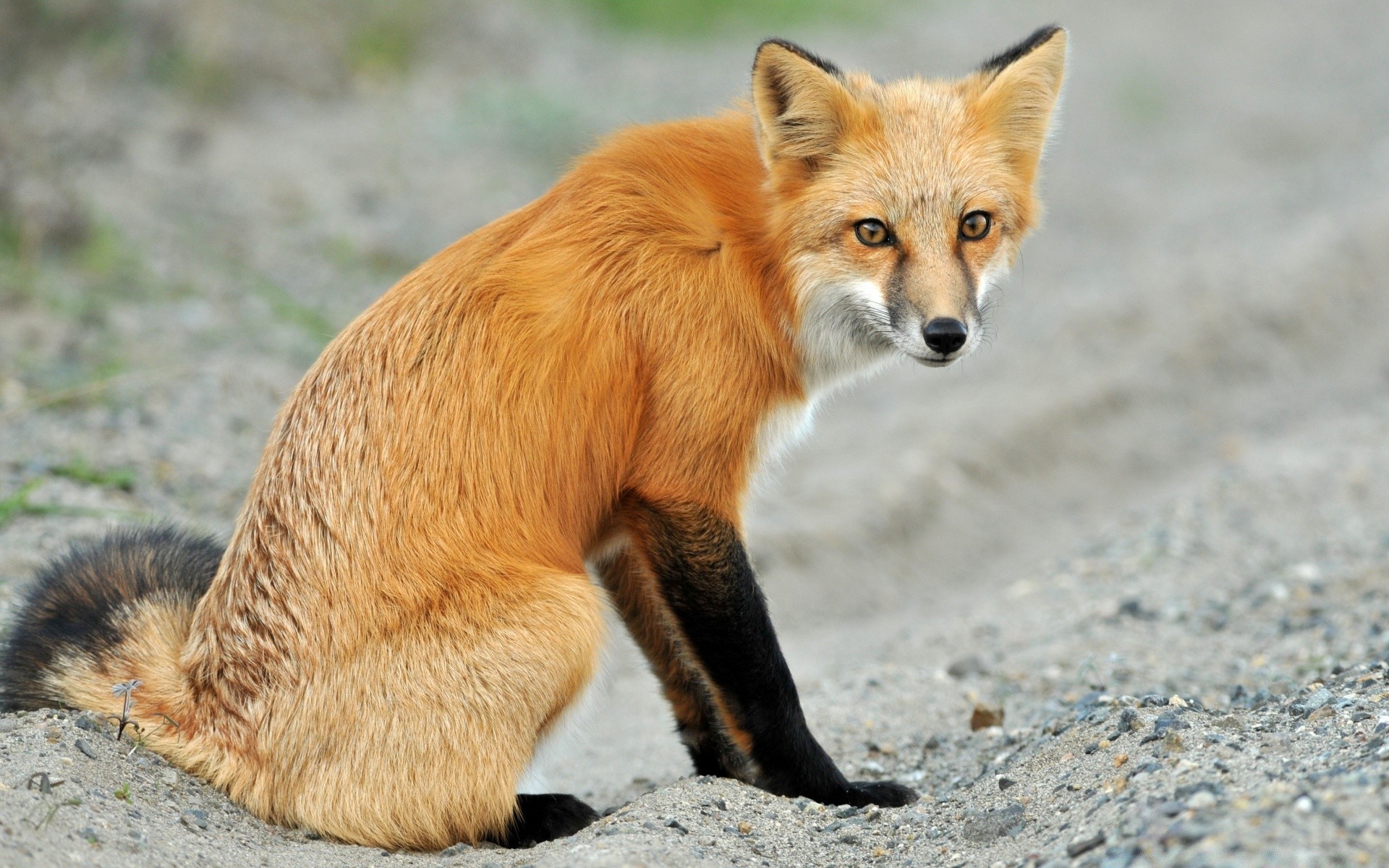 animals animal wildlife mammal nature cute fur fox little wild