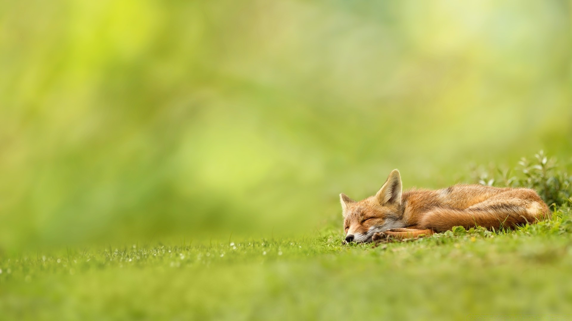 animaux herbe la nature la faune petit à l extérieur animal mignon fourrure sauvage