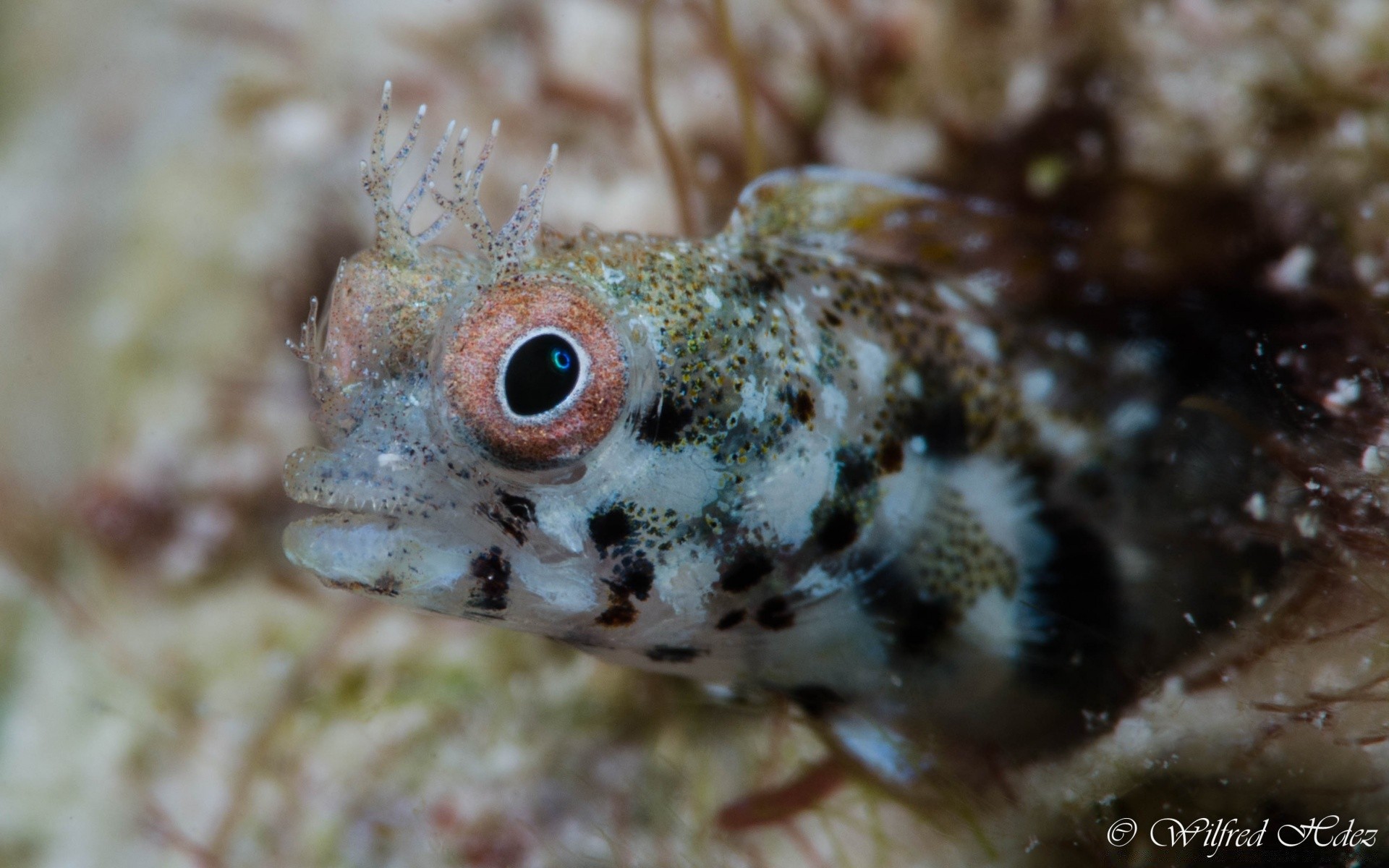 animais marinhos debaixo d água peixes mar oceano animal natureza vida selvagem invertebrados marinho tropical água salgada recife água coral exótico água comida natação