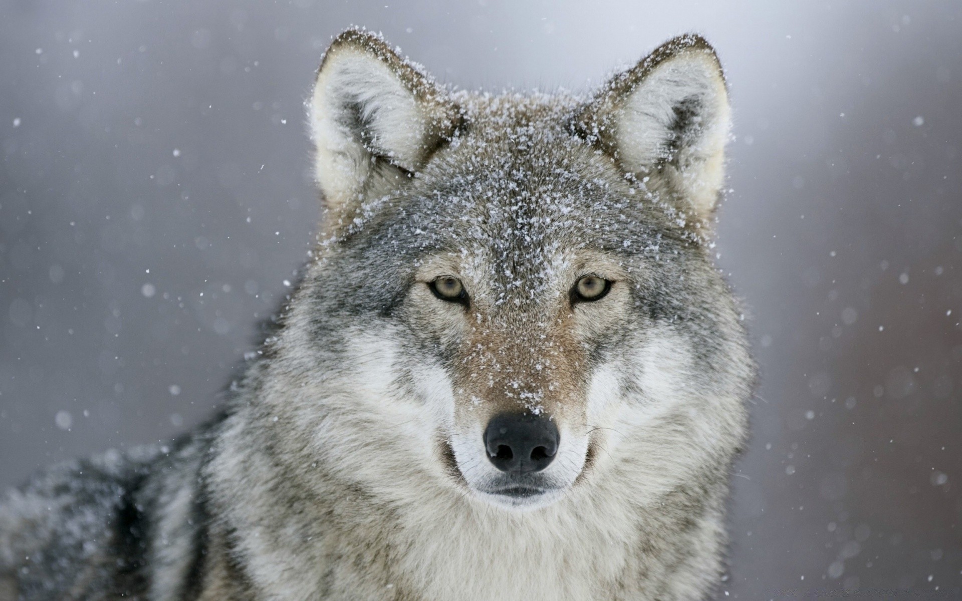 animals mammal wolf wildlife predator canine snow nature frosty winter wild animal outdoors carnivore portrait