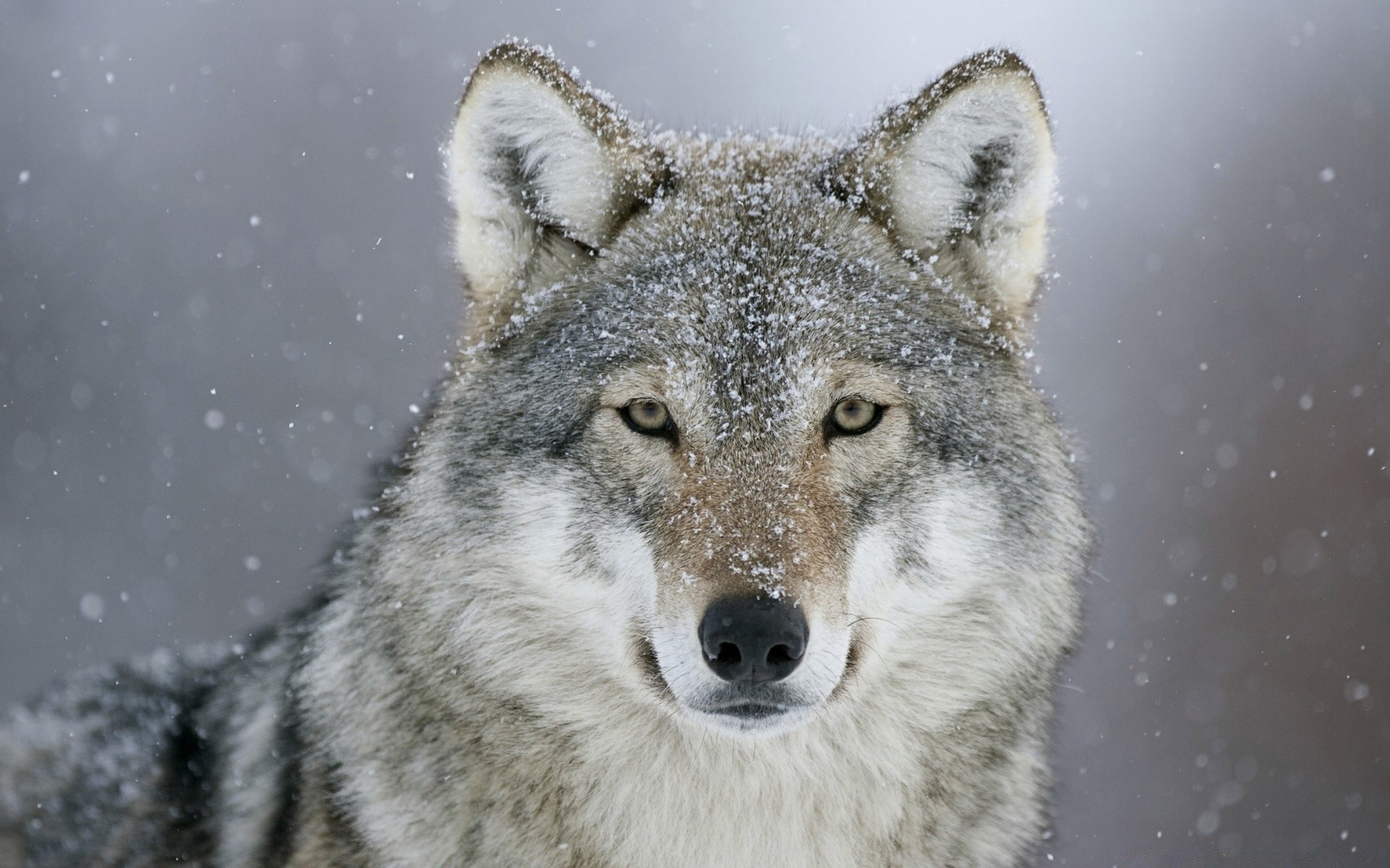 животные млекопитающее волк дикой природы хищник кинолог снег природа морозный зима дикий животное на открытом воздухе мясоед портрет