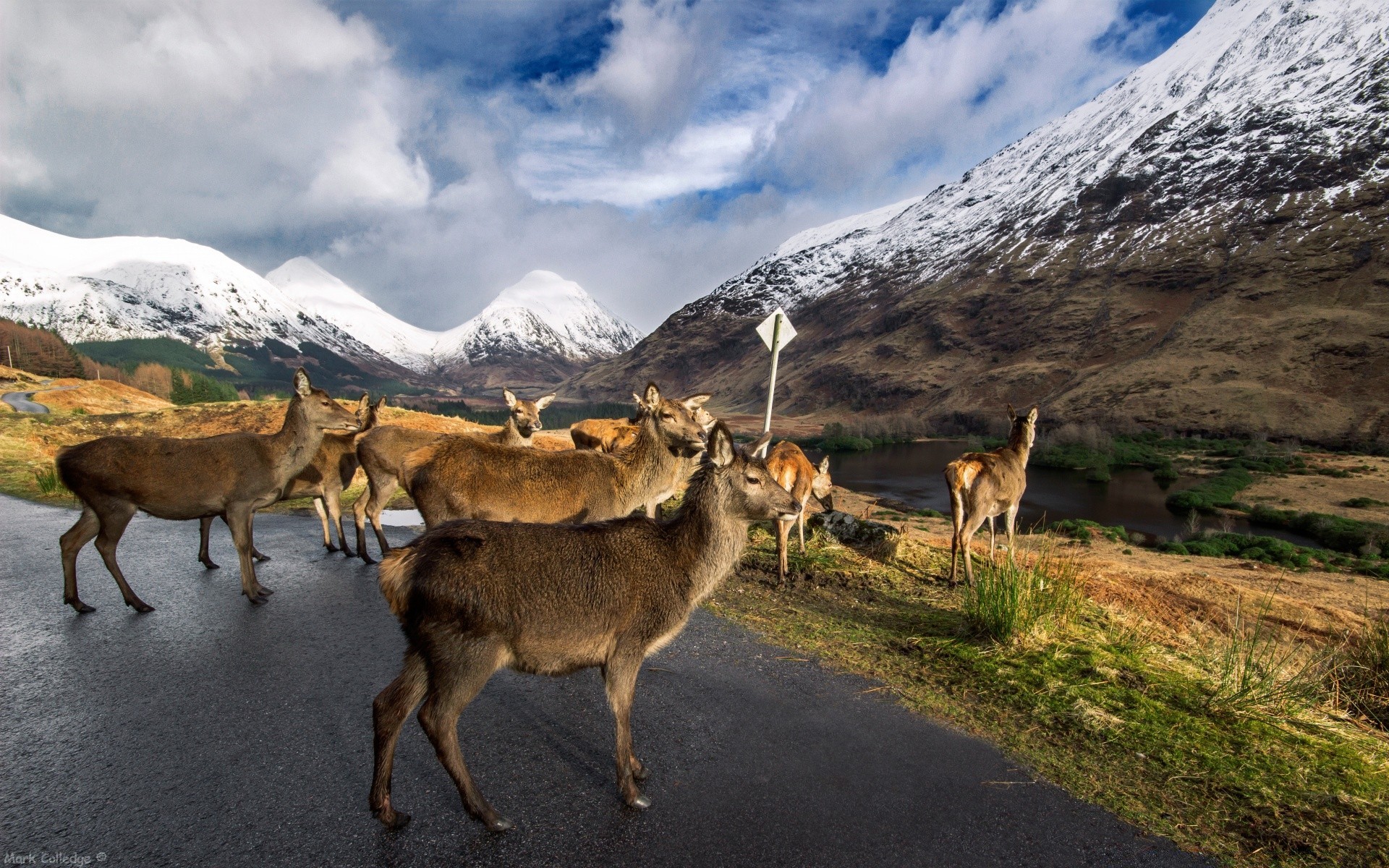 tiere im freien berge säugetier schnee natur reisen landschaft gras heuhaufen rock