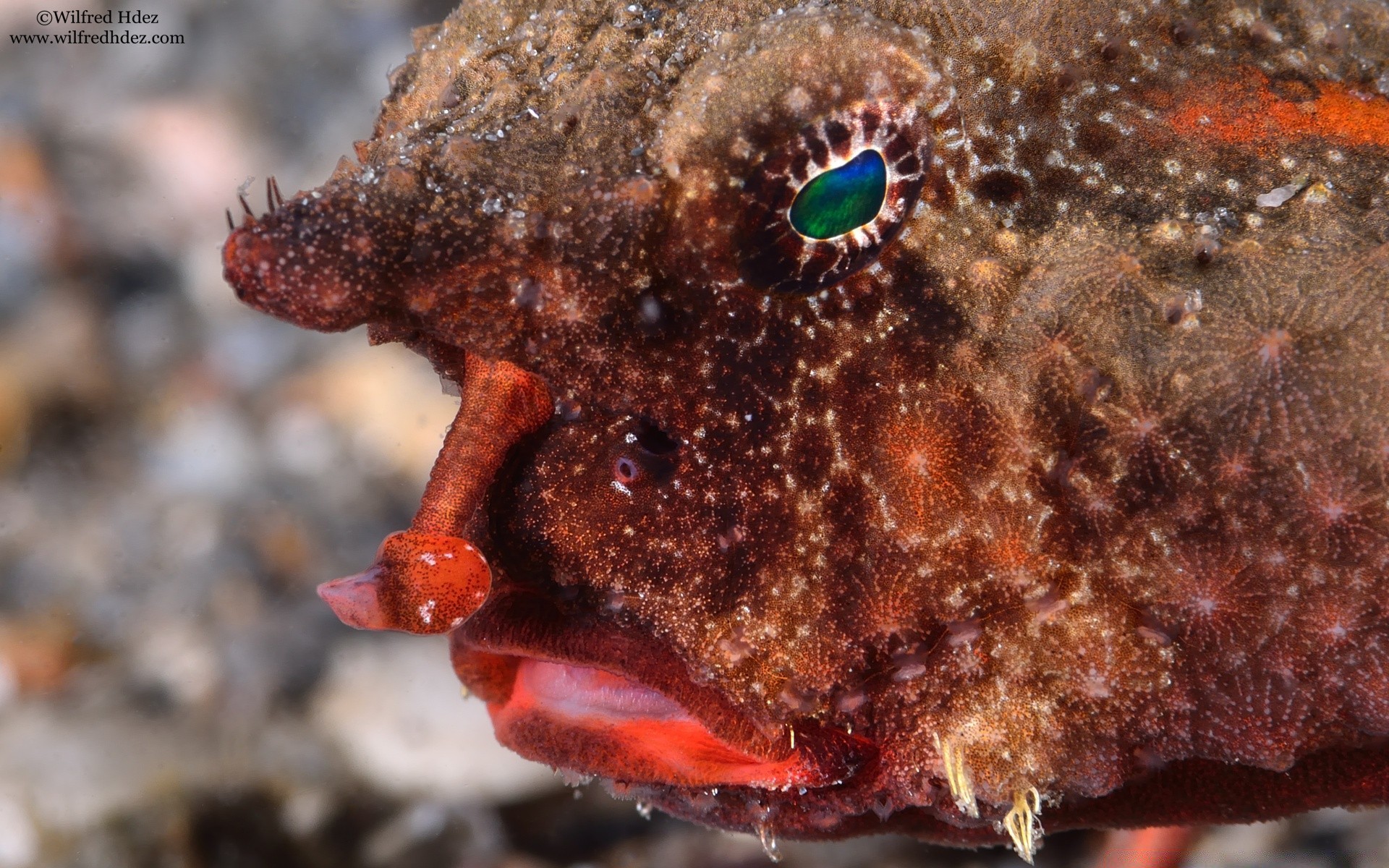 meerestiere unterwasser wirbellose fische meer natur tier ozean marine essen korallen seestern tierwelt schließen