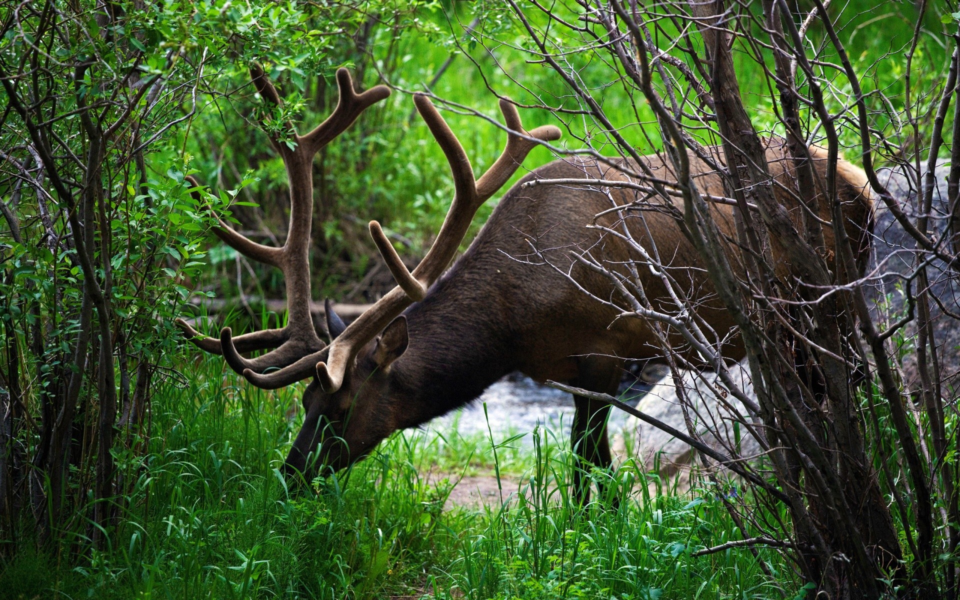 animales ciervos madera pantano vida silvestre mamífero naturaleza alce despedida de soltero parque hierba animal salvaje buck árbol toro medio ambiente grande grande