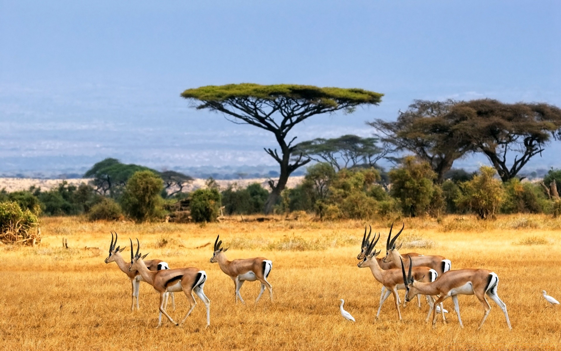 tiere safari säugetier antilope tierwelt savanne gazelle gras tier weiden reisen im freien natur wild busch pflanzenfresser spiele wüste park