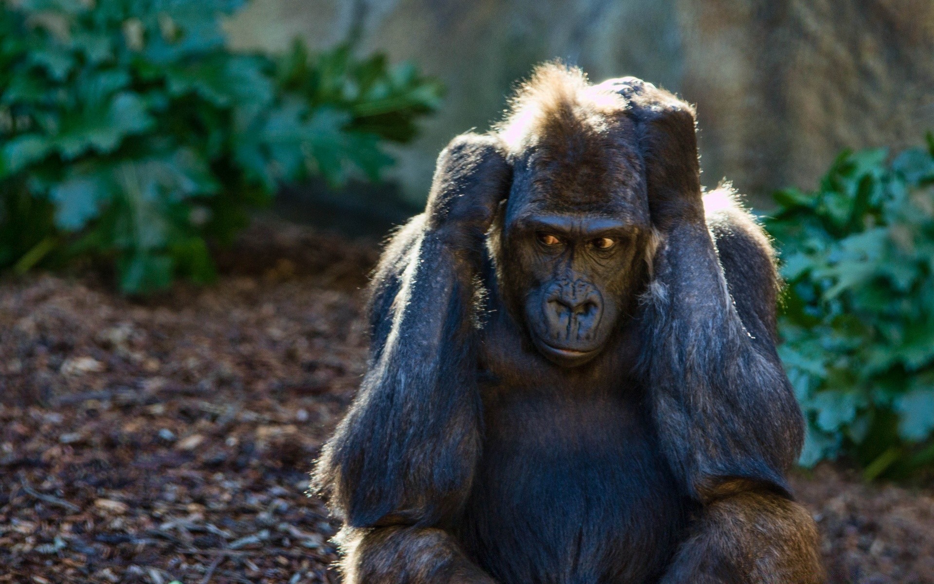 zwierzęta ssak małpa prymas przyroda kłuć portret zoo drewno natura na zewnątrz