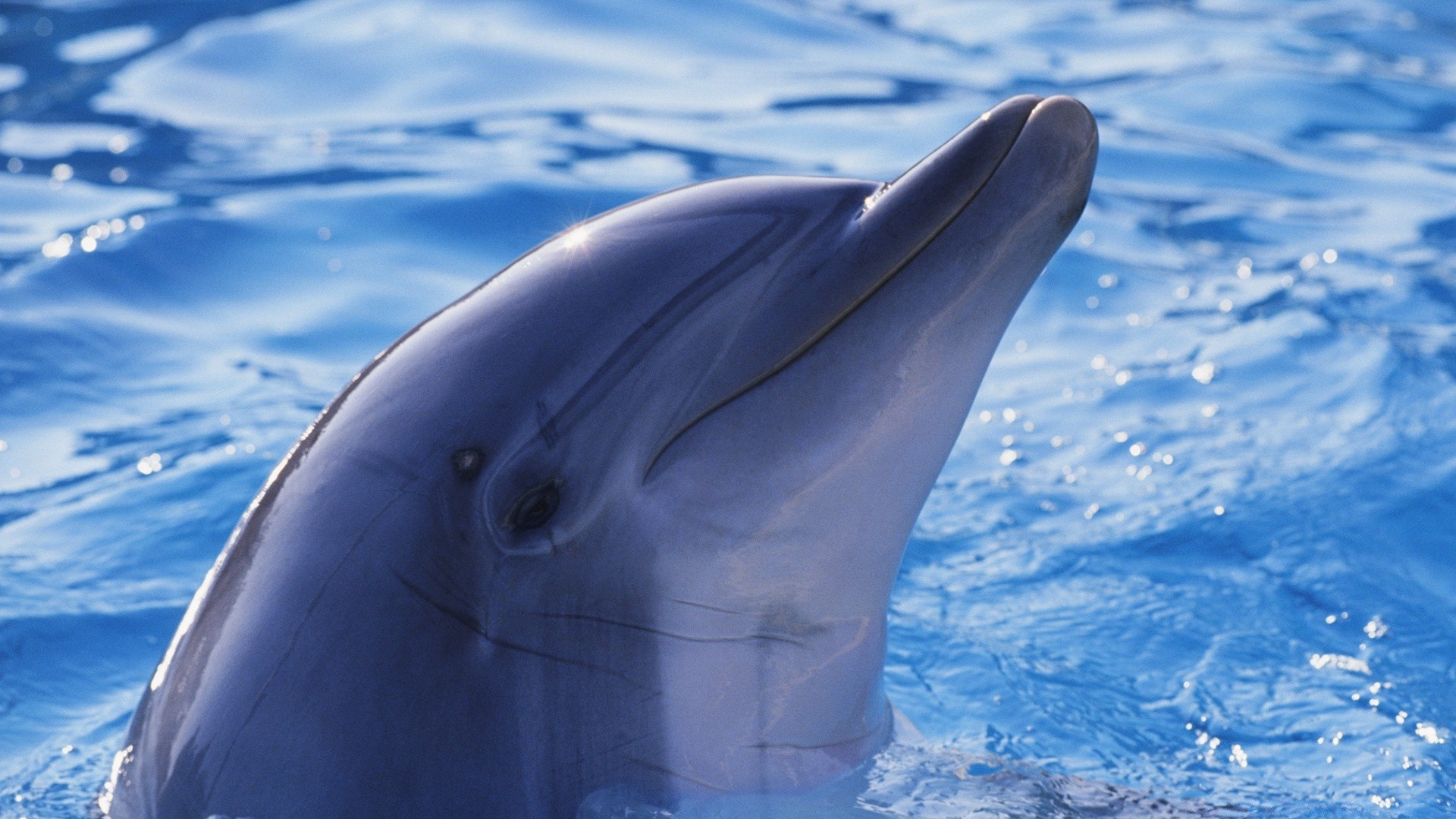 zwierzęta morskie dmuchawy wieloryb delfin woda pływanie podwodny ocean na zewnątrz ssak światło dzienne morze mroźny fin basen zimny natura akwarium jeden