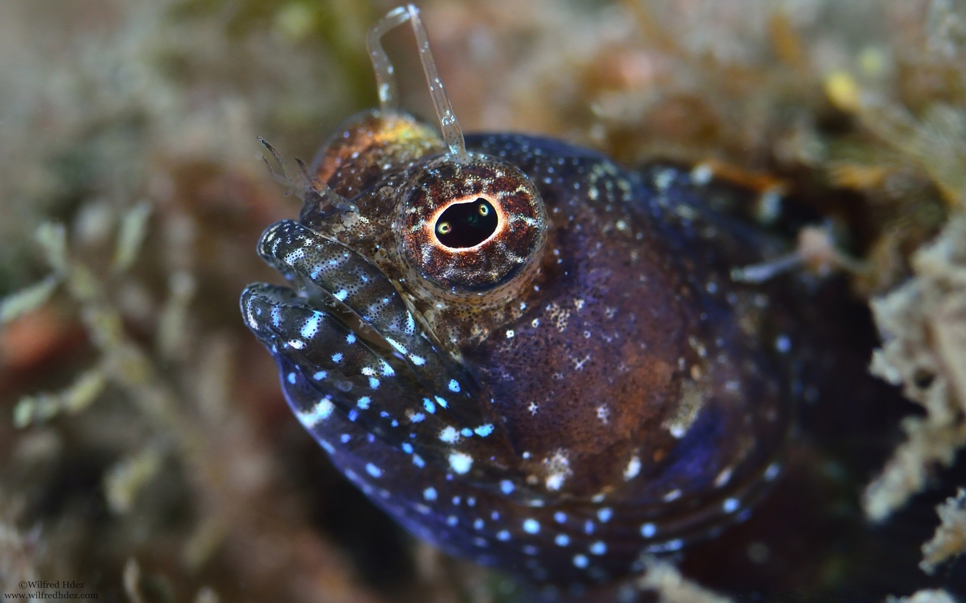 animaux marins sous-marin invertébrés poissons animal faune nature tropical corail récif mer océan eau aquatique marine plongée sous-marin exotique