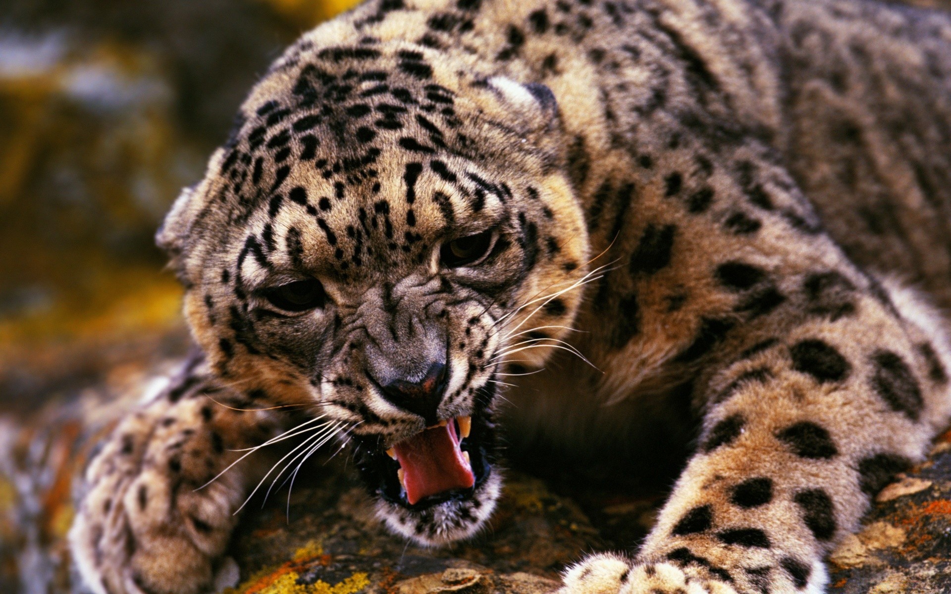 animais vida selvagem gato mamífero animal natureza jardim zoológico predador leopardo selvagem pele comedor de carne caçador safari grande tigre selva perigo cabeça retrato caça