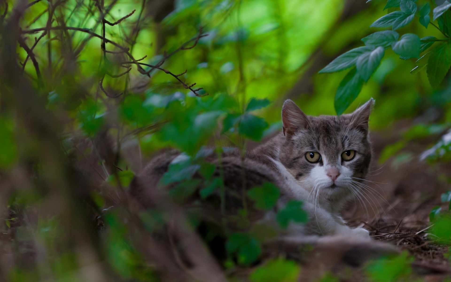 animais natureza gato ao ar livre folha jardim animal fofa árvore selvagem