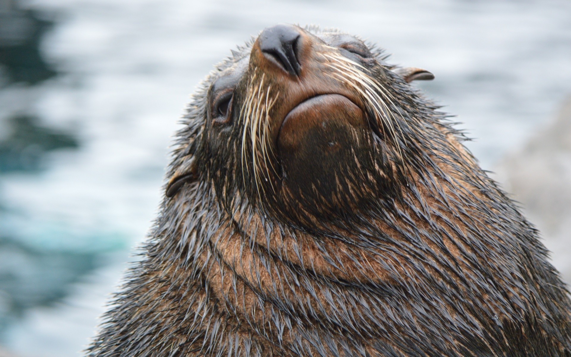 animales marinos vida silvestre mamífero impresión animal naturaleza piel salvaje otter agua lindo frosty retrato al aire libre océano