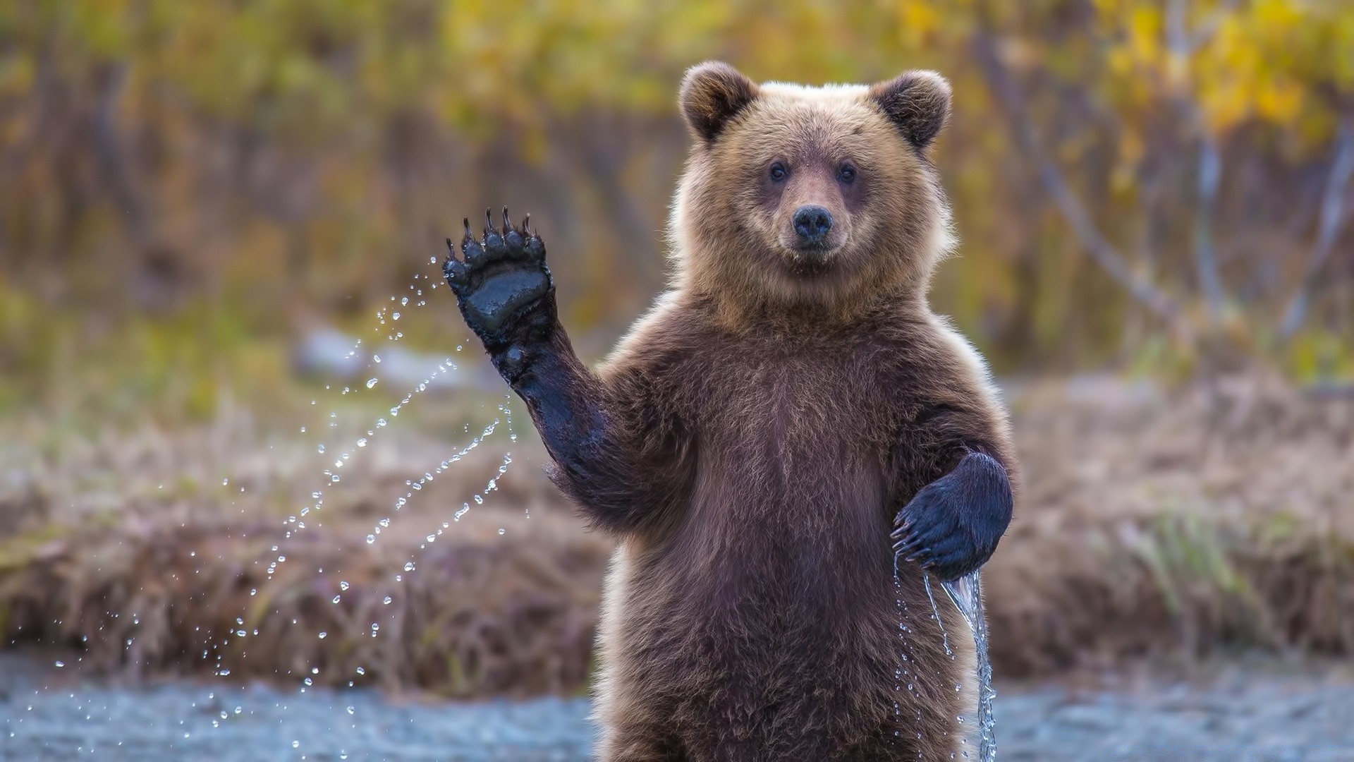 zwierzęta ssak dzika przyroda natura zwierzę na zewnątrz futro dziki drapieżnik