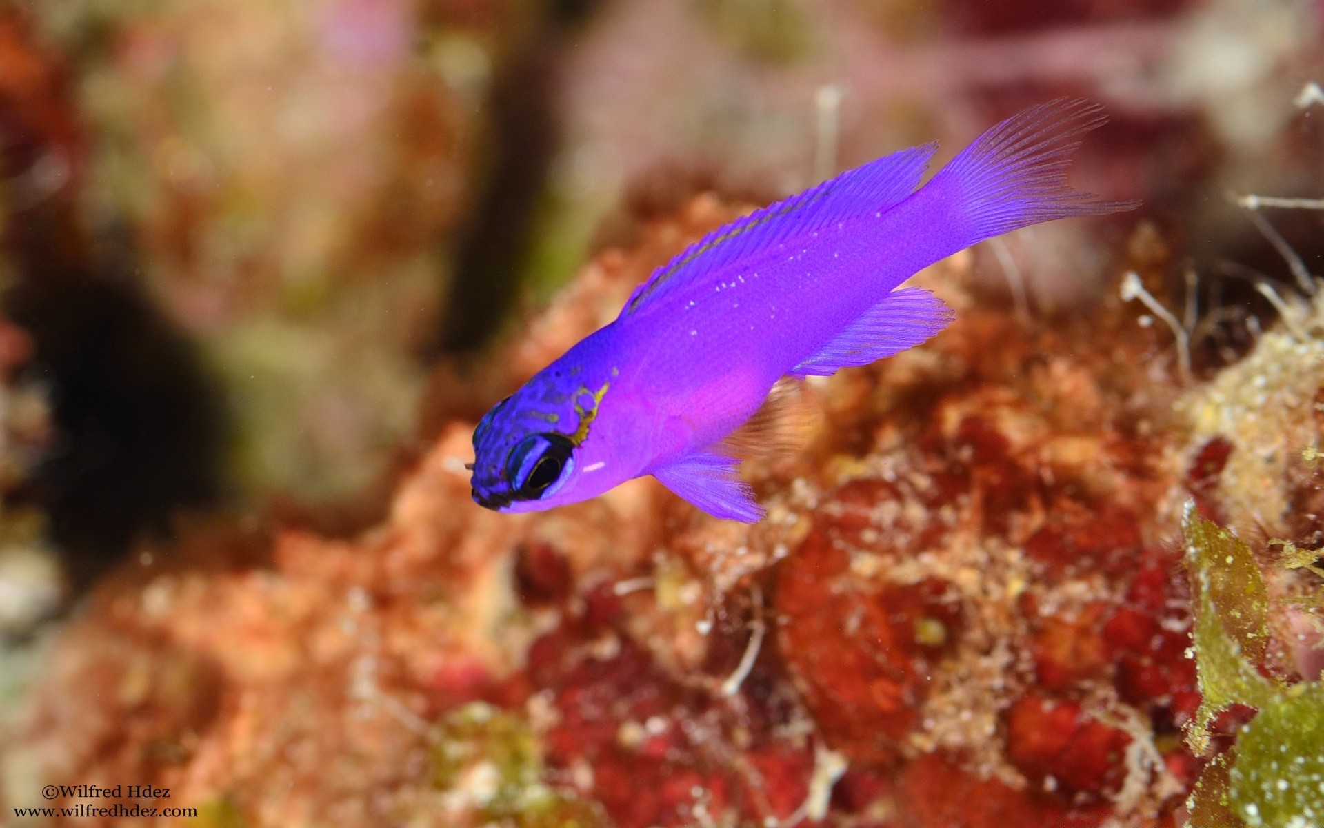 animais marinhos debaixo d água peixes natureza coral tropical oceano água mar vida selvagem ao ar livre recife cor exóticas