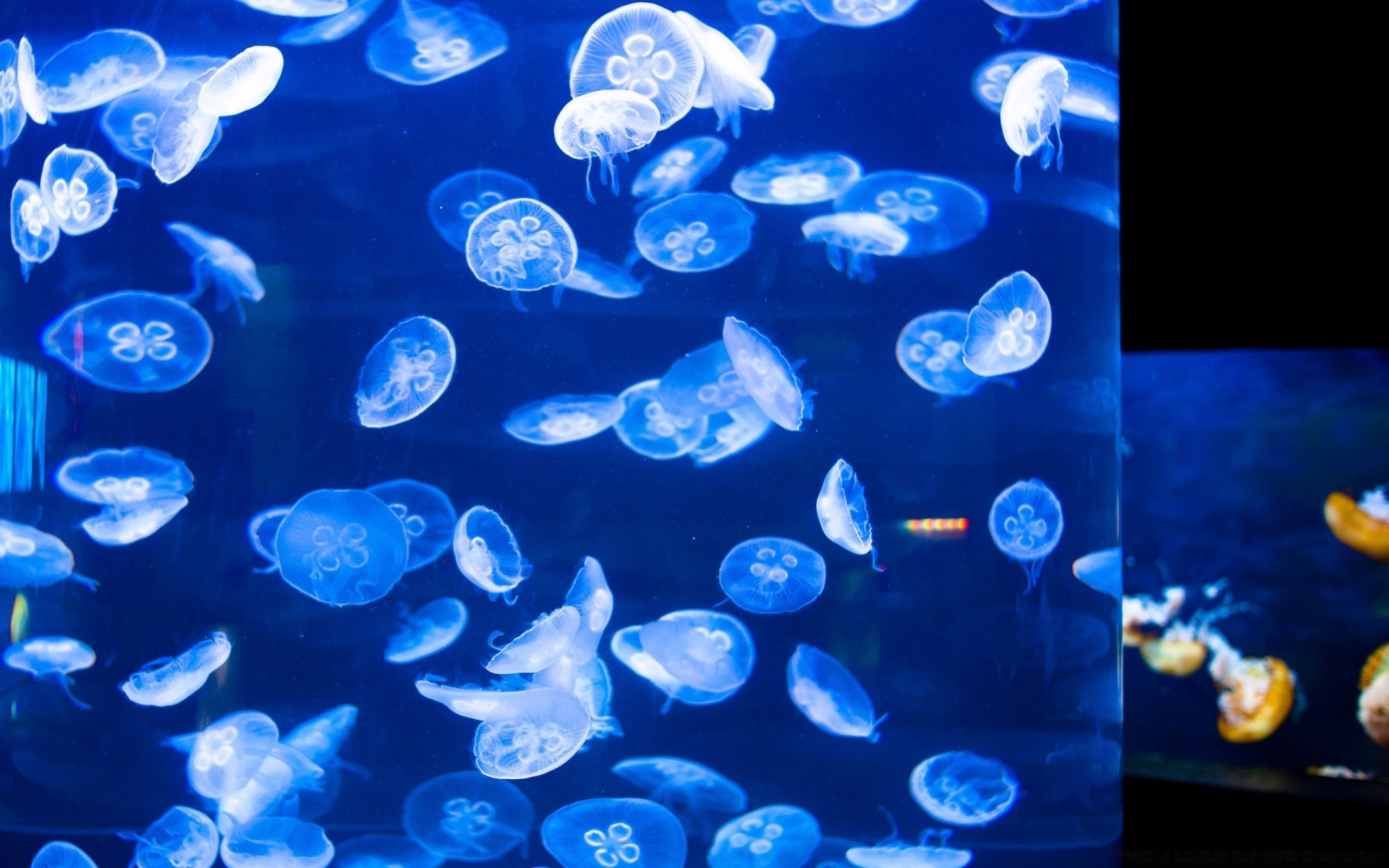 海洋动物 水下 绿松石 鱼 水 模板 桌面 水族馆 水母 抽象 游泳 泡沫 科学