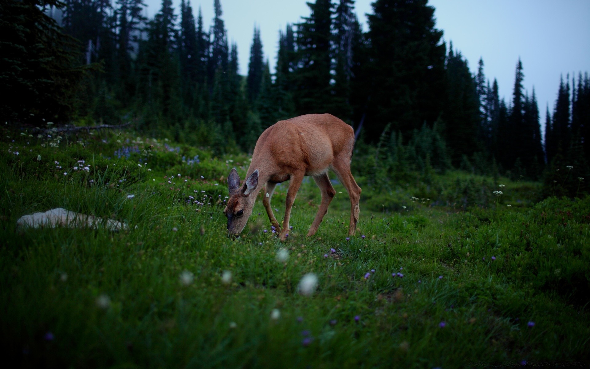 animals deer grass wood nature hayfield outdoors mammal moose summer wildlife landscape