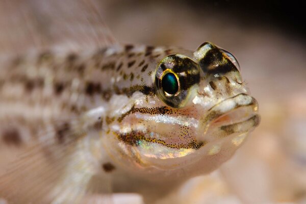 Small fish under water