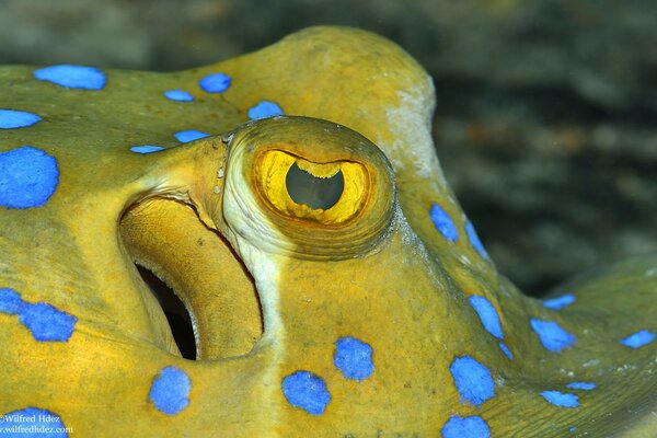 Beautiful fish of the underwater world