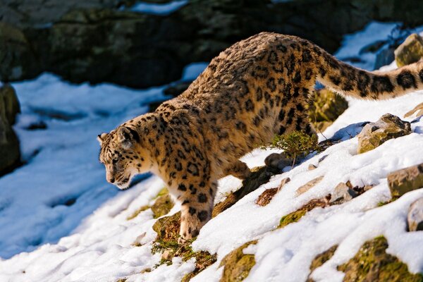 Leopardo descendo das montanhas