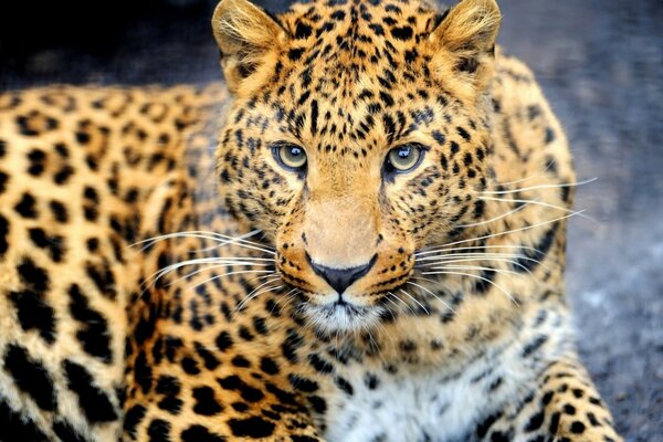 Leopardo manchado en la naturaleza