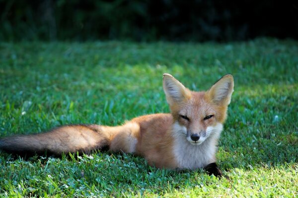 Fotógrafo captura a una zorra soñolienta