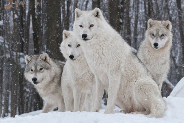 Manada de lobos blancos en invierno