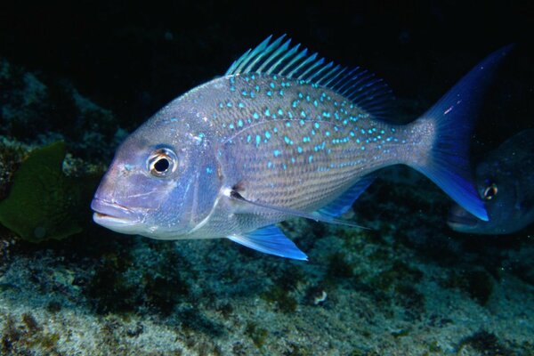 Peces brillantes en el fondo del océano