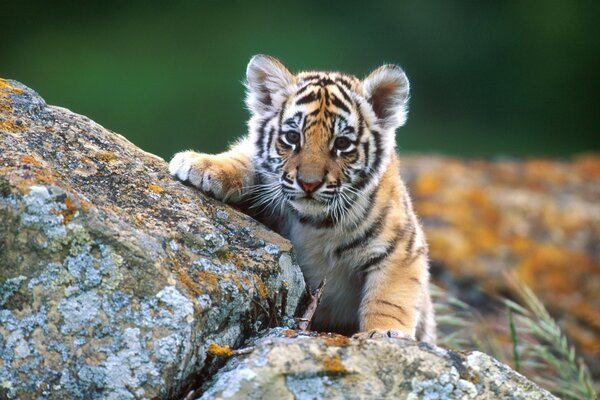 Little tiger climbs on a rock