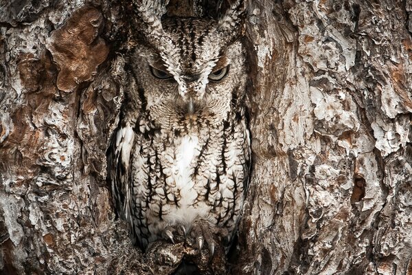 Foto de un búho en un hueco de árbol