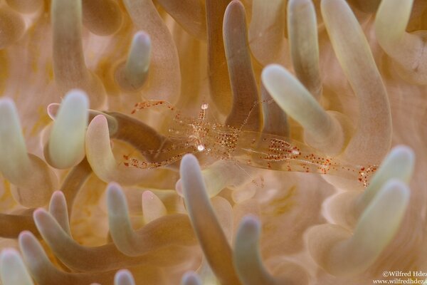 Underwater transparent marine animal