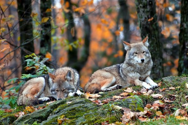 Wilde Wölfe in der Realität der Tierwelt